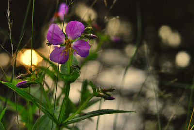 Close-up of purple flowering plant