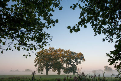 Trees against clear sky