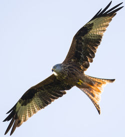 Low angle view of eagle against clear blue sky