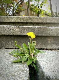 Close-up of flowering plant against wall