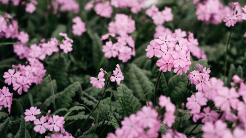 Close-up of pink flowers blooming outdoors