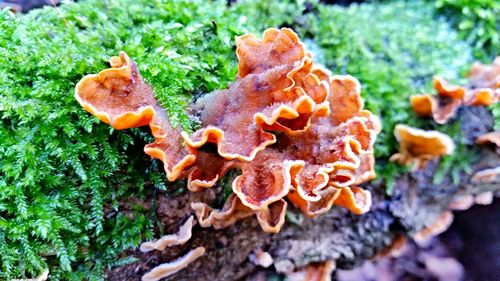 Close-up of mushroom growing in field