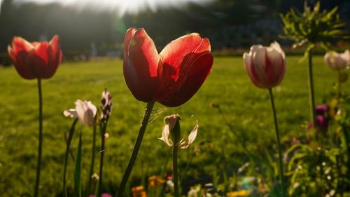 Close-up of red poppy flowers growing in field