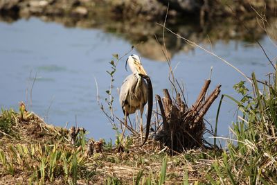 Gray heron with eel in its beak