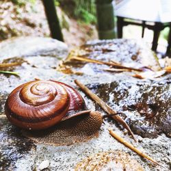 Close-up of snail on rock