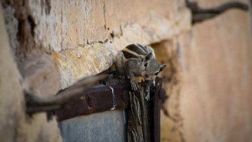 Close-up of lizard