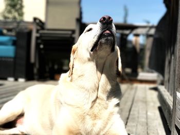 Close-up of a dog looking away