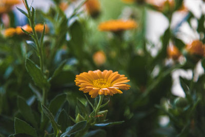 Close-up of yellow flowering plants