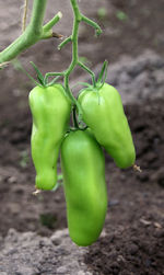 Close-up of green chili peppers on field