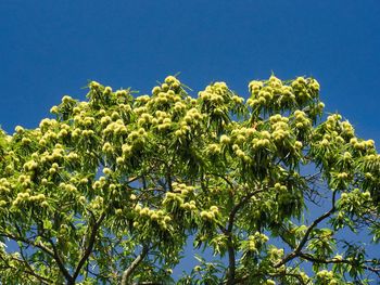 Low angle view of trees against blue sky