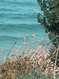 View of plants on beach