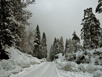 Road amidst trees against sky during winter