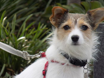 Close-up portrait of a dog