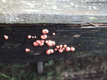 High angle view of fruits on field