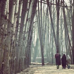 Trees in forest