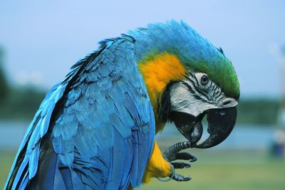 Close-up of a parrot