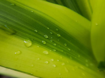 Close-up of wet leaf