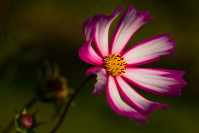 Close-up of pink flowers