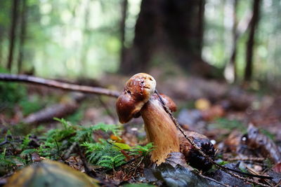 Close-up of mushroom growing in forest