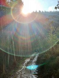 Scenic view of rainbow over trees in forest