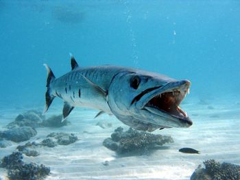 Close-up of fish swimming in sea