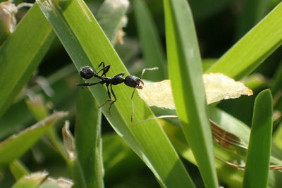 Close-up of insect on leaf