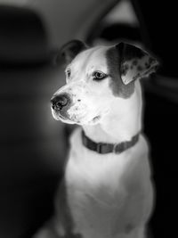 Close-up of dog looking away