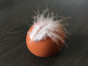 Close-up of feather on egg at table