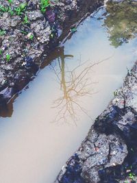 Close-up of tree by lake against sky