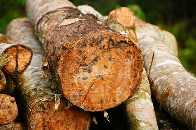 Close-up of logs