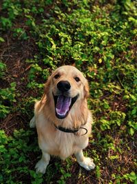 Portrait of dog sticking out tongue on field