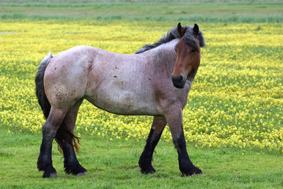 Horse standing in field