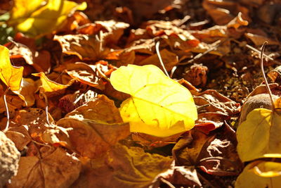 Close-up of yellow maple leaves on field