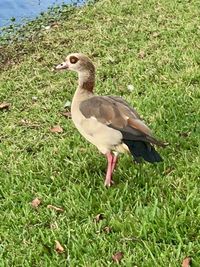 Side view of a bird on grass