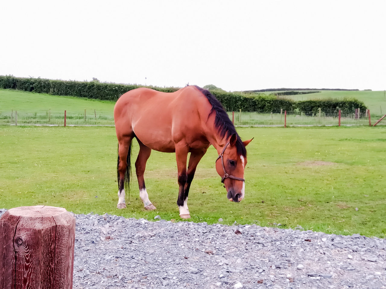 HORSE IN RANCH