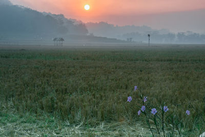 Scenic view of grassy field against sky during sunset