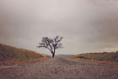 Bare tree on landscape against sky