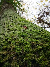 Low angle view of a tree