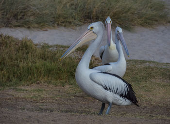 View of pelicans on the beach