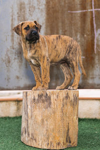 Dog standing on wood