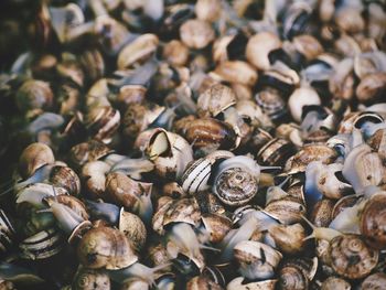 Full frame shot of shells