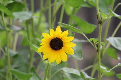 Close-up of yellow flower