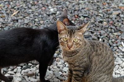 Portrait of cat sitting on pebbles