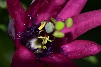 Close-up of red flowering plant