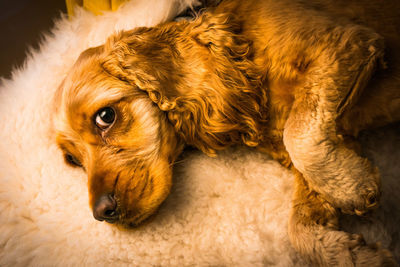 Close-up of puppy