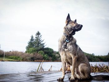 Dog on lake against sky