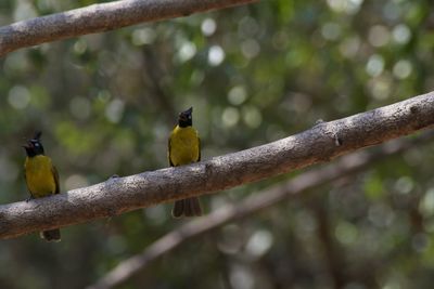Close-up of bird perching on branch