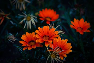 Close-up of orange flowering plants in park