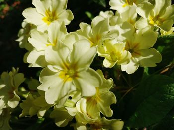 Close-up of yellow flowers