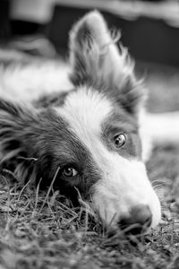 Portrait of dog lying down